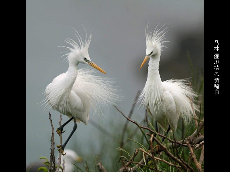 马林 湿地精灵 黄嘴白